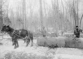 Timmerkörning med häst i Pine Island, Minnesota, USA, 1909