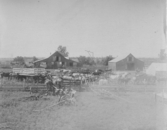 Boskap framför lada i Charnute Kansas, USA, 1889