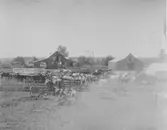 Boskap framför lada i Charnute Kansas, USA, 1889