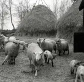 Får vid halmstackar i Basthult.