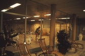 Motionshall i brickebackens idrottsgård, 1972