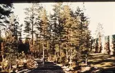 Skogsväg till Brickabackens centrum, 1972-09-28