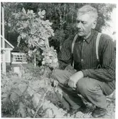 Västerås.
Koloniodlare vid Sundinska Vreten, 1946.