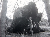 Rotvälta. Ett träd har vält i höststormen 1969. En äldre man, Knut Öberg, med hatt och käpp står under den.