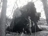 Rotvälta. Ett träd har vält i höststormen 1969. En äldre man, Knut Öberg, med hatt och käpp står under den.