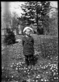 En liten pojke med sjömanskostym och mössa står bland vitsippor.