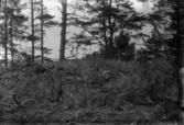 Romfartuna sn arkeologisk undersökning av sju fornlämningar på gravfält söder om Äs utförd av Sven Drakenberg 1947-1948

Anläggning innan undersökning