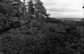 Romfartuna sn arkeologisk undersökning av sju fornlämningar på gravfält söder om Äs utförd av Sven Drakenberg 1947-1948

I bakgrunden grav 1.