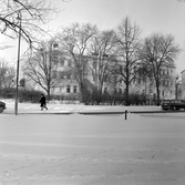 Vasaskolan dolt bakom småträd, 1960