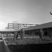Plantering vid bostadshus i Brickebacken, 1970-tal