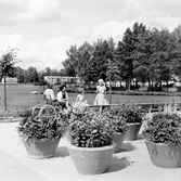 Urnplantering i Baronbackarna, 1960-tal