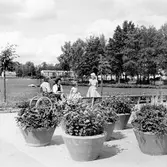 Urnplantering i Baronbackarna, 1960-tal