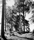 Barn leker i skogsdungen i Baronbackarna, 1960-tal