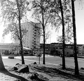 Skogsbacke vid centrum i Baronbackarna, 1960-tal