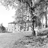 Barn leker i träden i backe i Baronbackarna, 1960-tal