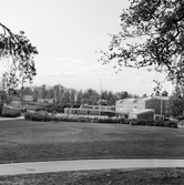 Stor gräsmatta i Baronbackarna, 1960-tal