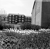 Blomplantering med tulpaner i Baronbackarna, 1960-tal
