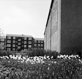 Plantering med tulpaner i Baronbackarna, 1960-tal