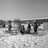 Barn med kälkar vid daghem i Varberga, oktober 1967