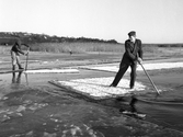 Isflottning på Roxen i februari 1953. Vatten djupet på Roxen uppgavs till 30 cm vilket inte minskar respekten för Olle Gustafssons skicklighet.