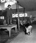 Östgötaauktionen av avelssvin