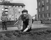 Trädgårdsarbetaren Ivar Kling planterar lökar i parken på Stureplan 1 april 1951