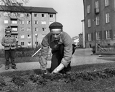 Trädgårdsarbetaren Ivar Kling planterar lökar i parken på Stureplan 1 april 1951