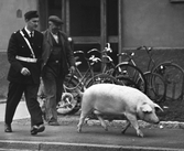 Polis jagar en gris som lyckats smita vid en olycka