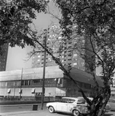 Bilparkering vid Rudbecksgatan vid Krämaren, 1963-1964