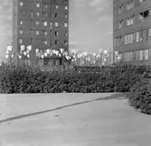 Plantering med tulpaner på Krämarens takterass, 1960-tal