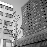 Nyplanterat träd vid Krämaren, 1960-tal