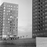 Krämarens takterass anas mellan höghusen, 1960-tal