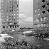 Krämarens takterass med dammar och planteringar, 1960-tal