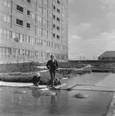 Ungdomar leker på Krämarens takterass, 1960-tal