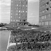 Planteringar och damm på Krämarens takterass, 1960-tal