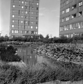 Damm mellan planteringarna på Krämarens takterass, 1960-tal
