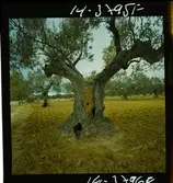 2791 Tunisien Kartago