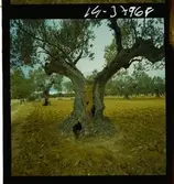 2791 Tunisien Kartago