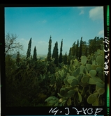 2791 Tunisien Kartago. Växtlighet, kaktusar och träd.