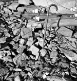 Nedfallen elledning.