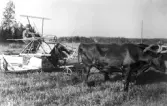 Holger Karlsson med oxar som drar självbindare i Hovsta, 1940-tal