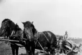Oskar Olsson ute med sina hästar på åkern i Yxta i Hovsta, 1950-tal