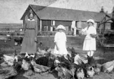 Matning av höns i Rörbraket i Axberg, 1910-tal