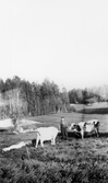 Kalle med sina kor i Yxtabacken i Hovsta 1930-tal
