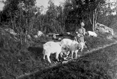 Kvinna med katt, getter och en gris i Yxstabacken i Hovsta, 1920-tal