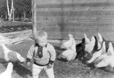 Pojke bland hönsen vid Solstugan i Hovsta, 1930-tal