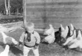 Pojke bland hönsen vid Solstugan i Hovsta, 1930-tal