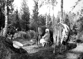Kvinna mjölkar kor vid gården Fjärndeln i Yxta i Hovsta, 1940-tal