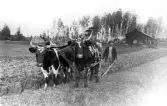 Man kör med oxar i Yxta i Hovsta, 1917