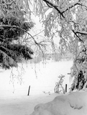 Vy mellan snörika trädgrenar mot gård i Yxta i Hovsta, 1985